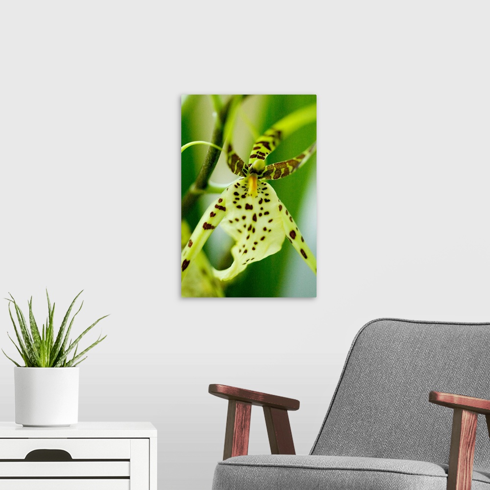 A modern room featuring Close-Up Of Bright Green Spider Orchid