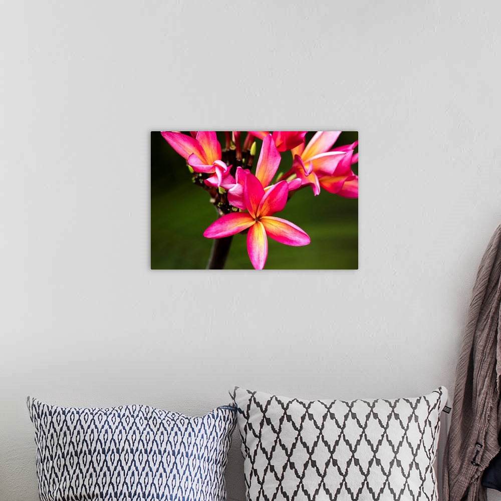 A bohemian room featuring Close-up of bright pink plumeria flowers; Maui, Hawaii, United States of America