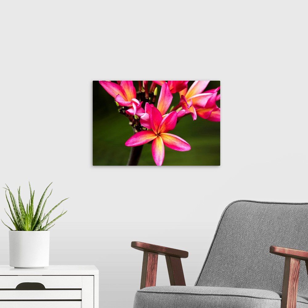 A modern room featuring Close-up of bright pink plumeria flowers; Maui, Hawaii, United States of America