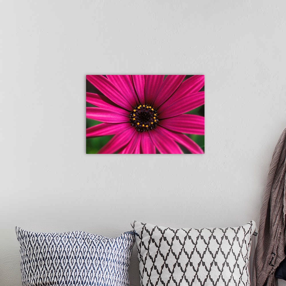 A bohemian room featuring Close-Up Of Bright Purple Daisy With Yellow In Center