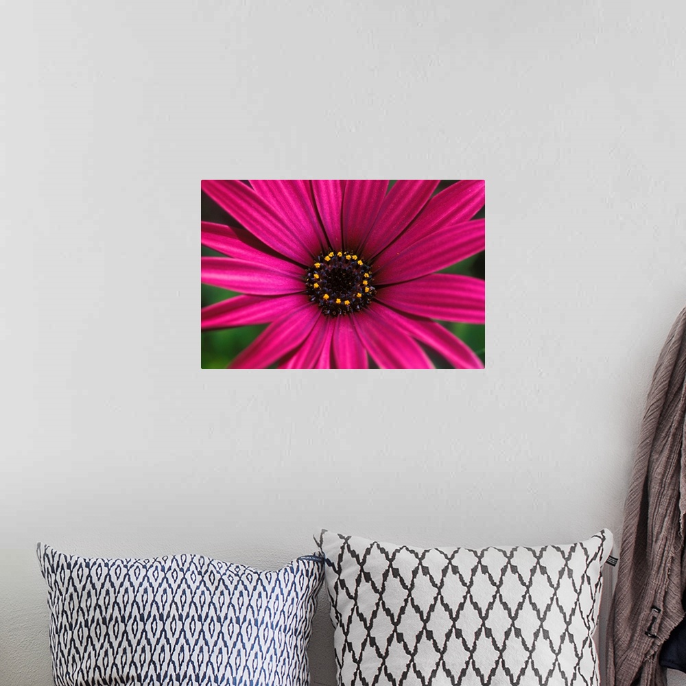 A bohemian room featuring Close-Up Of Bright Purple Daisy With Yellow In Center