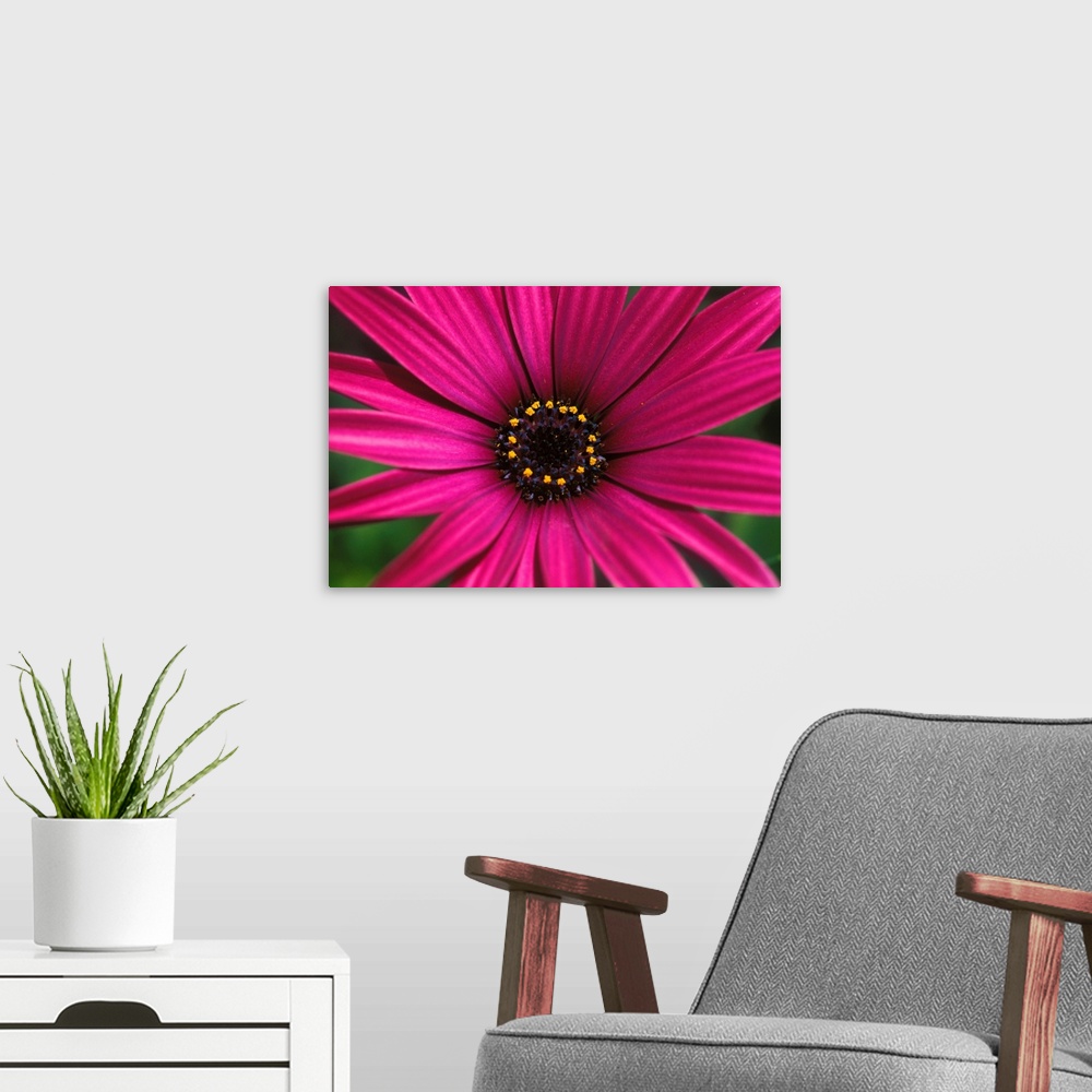 A modern room featuring Close-Up Of Bright Purple Daisy With Yellow In Center