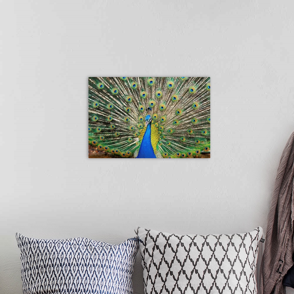 A bohemian room featuring Close-Up Of Brightly Colored Peacock With Feathers Wide-Spread