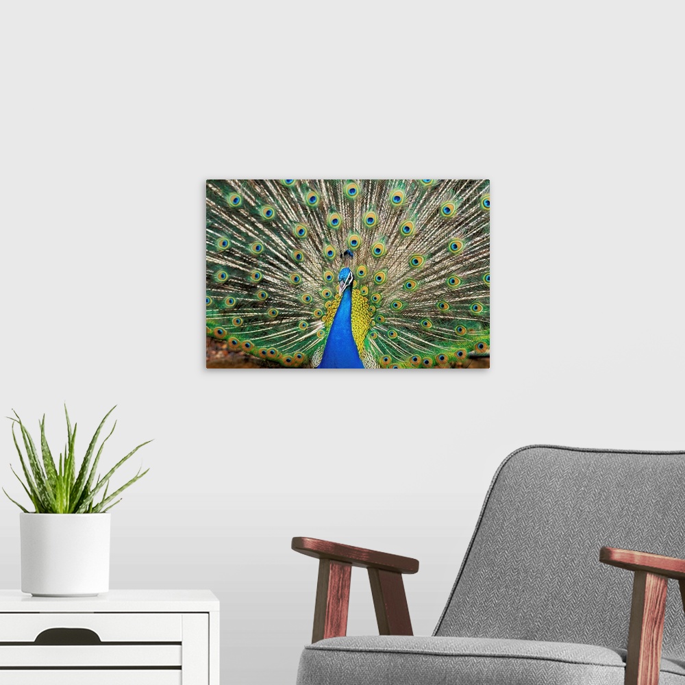 A modern room featuring Close-Up Of Brightly Colored Peacock With Feathers Wide-Spread