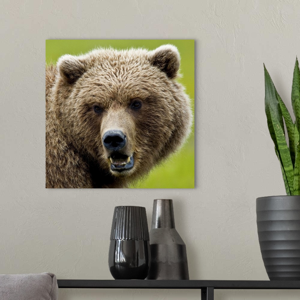A modern room featuring Close up of Brown bear in sedge grasses in Hallo Bay, Katmai National Park, Alaska