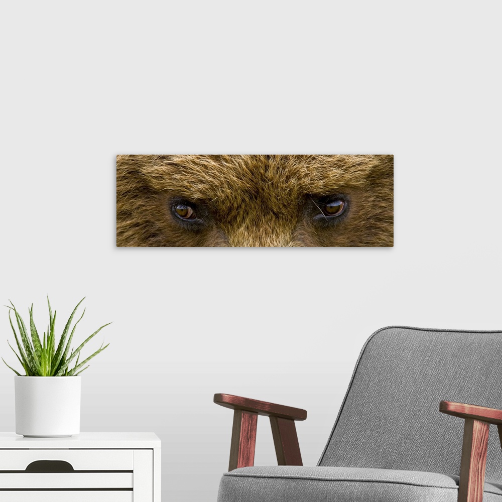 A modern room featuring A panoramic photograph taken very closely of just a brown bears eyes.
