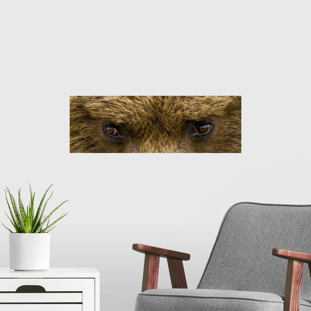 A modern room featuring A panoramic photograph taken very closely of just a brown bears eyes.