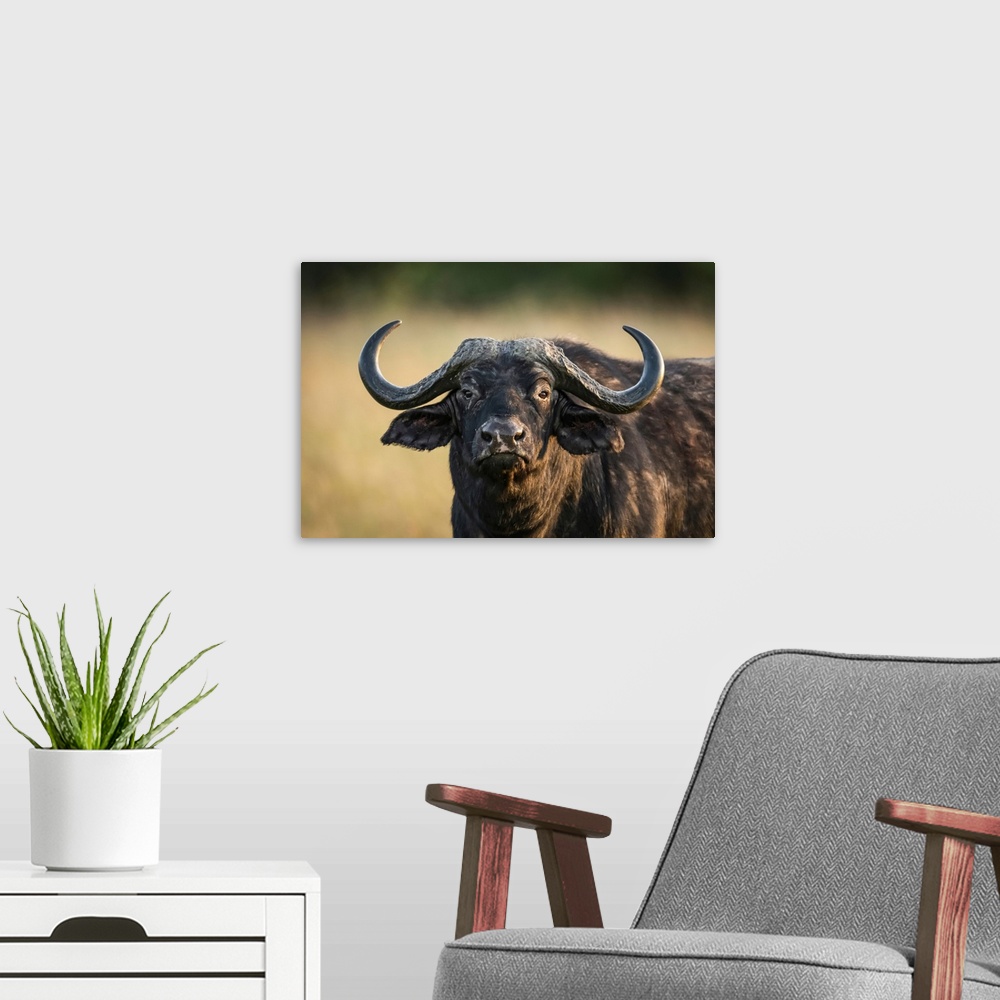 A modern room featuring Close-up of cape buffalo (syncerus caffer) staring at camera, Serengeti national park, Tanzania.