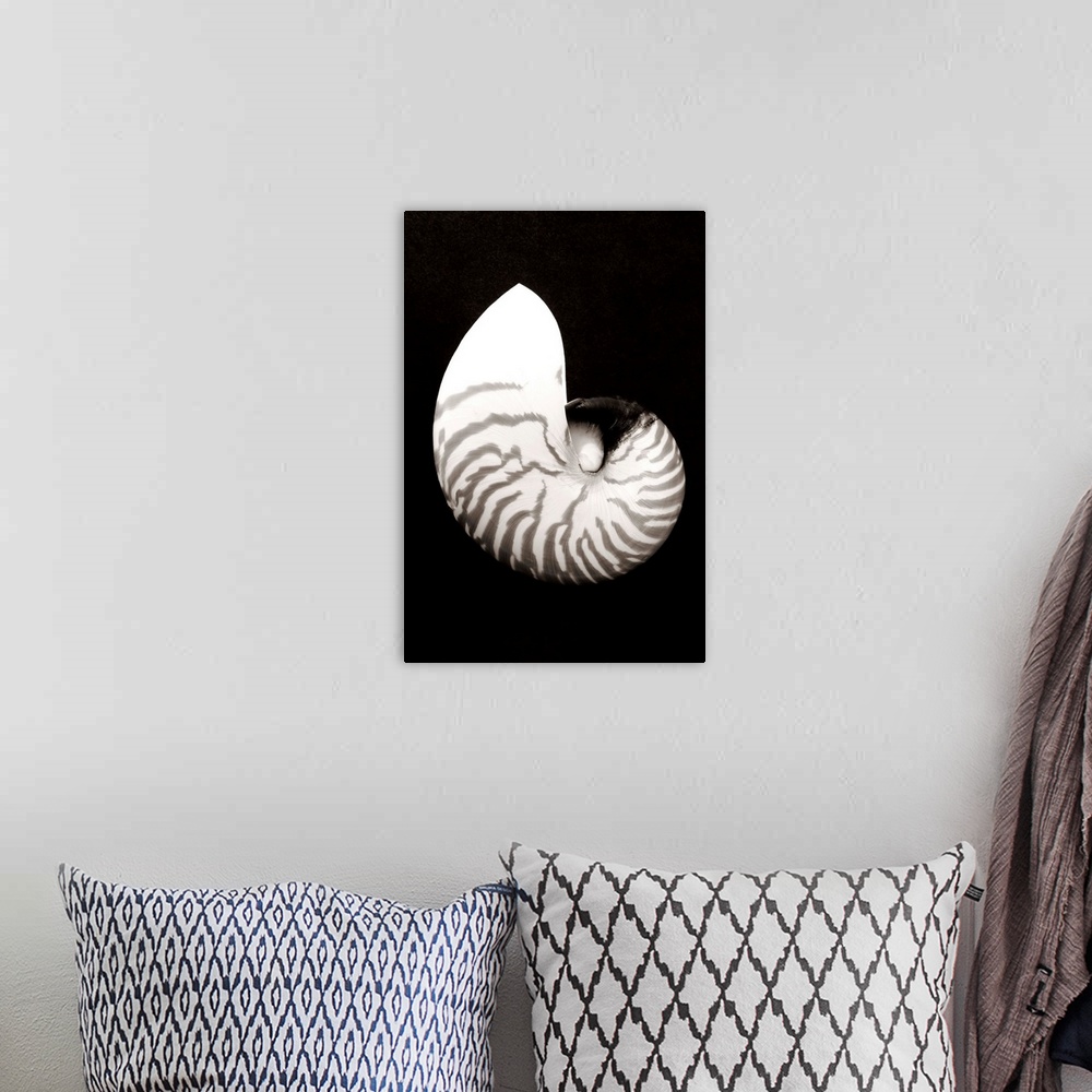 A bohemian room featuring Close-Up Of Chambered Nautilus Shell On Black Background