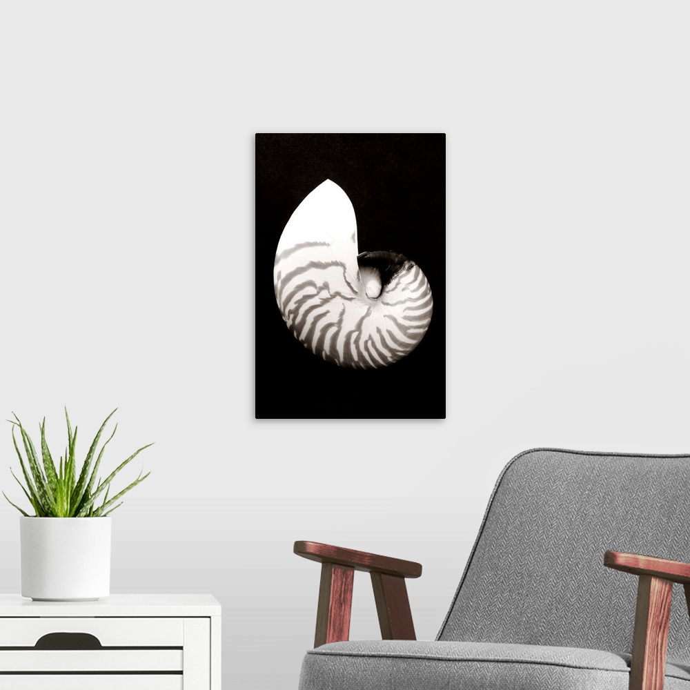 A modern room featuring Close-Up Of Chambered Nautilus Shell On Black Background