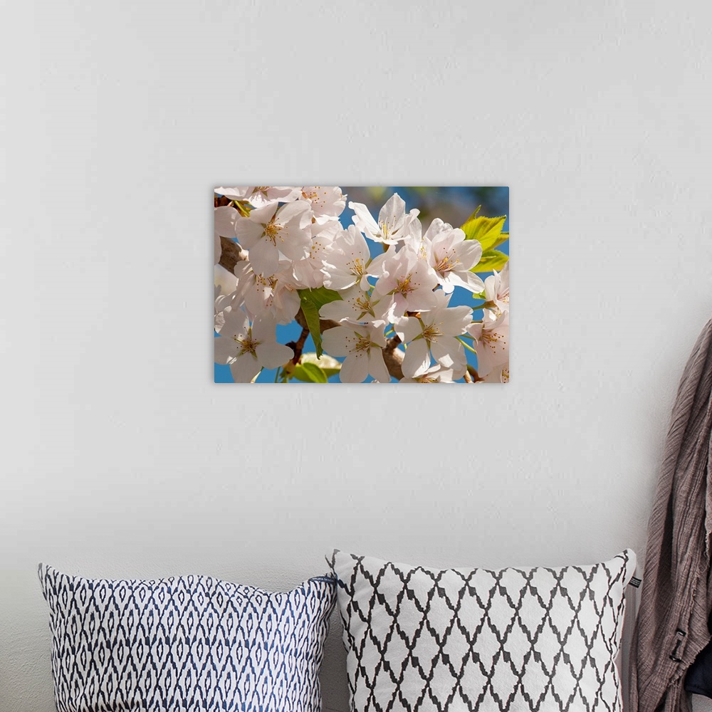 A bohemian room featuring This nature photograph is a close up of pale flower blossoms on a tree.
