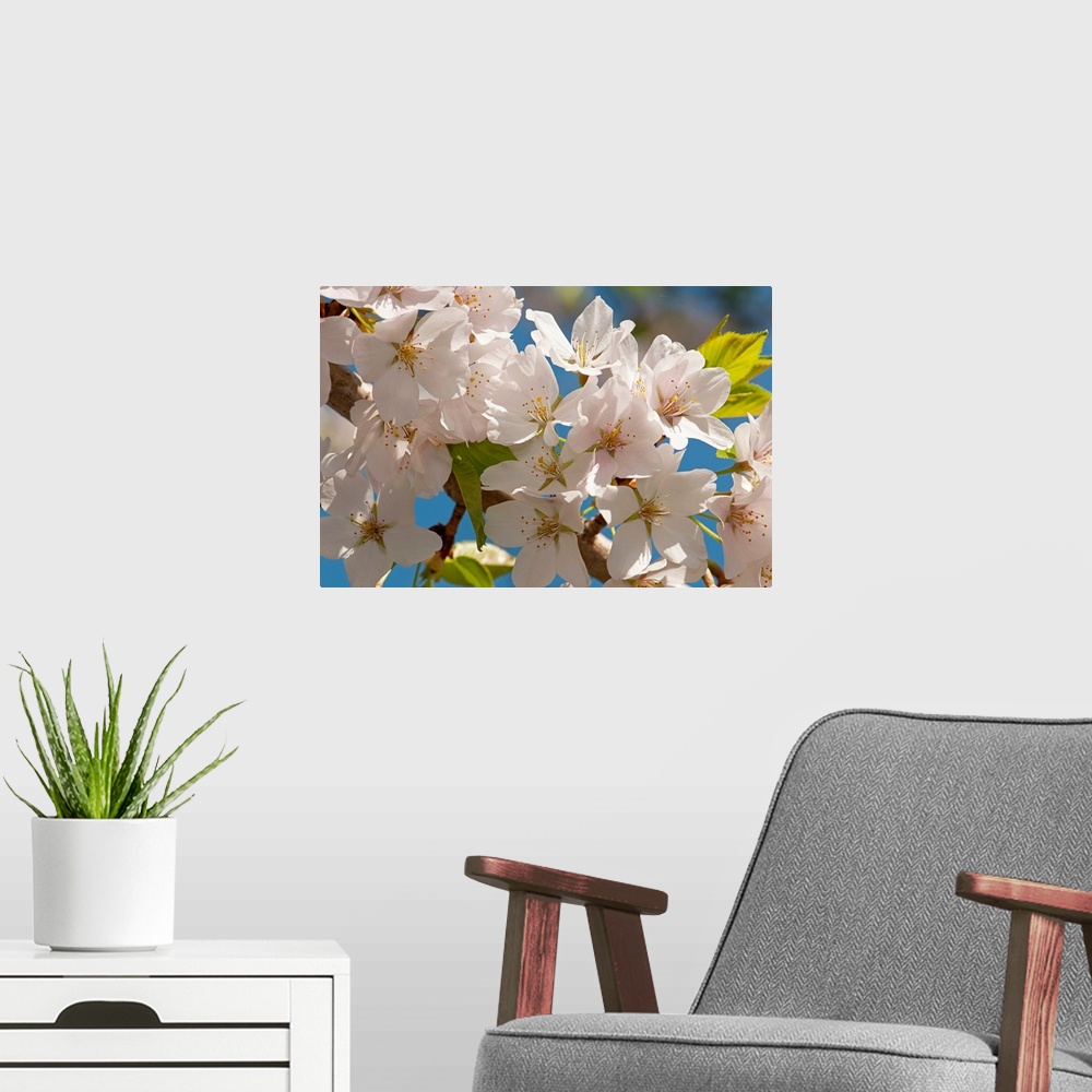 A modern room featuring This nature photograph is a close up of pale flower blossoms on a tree.