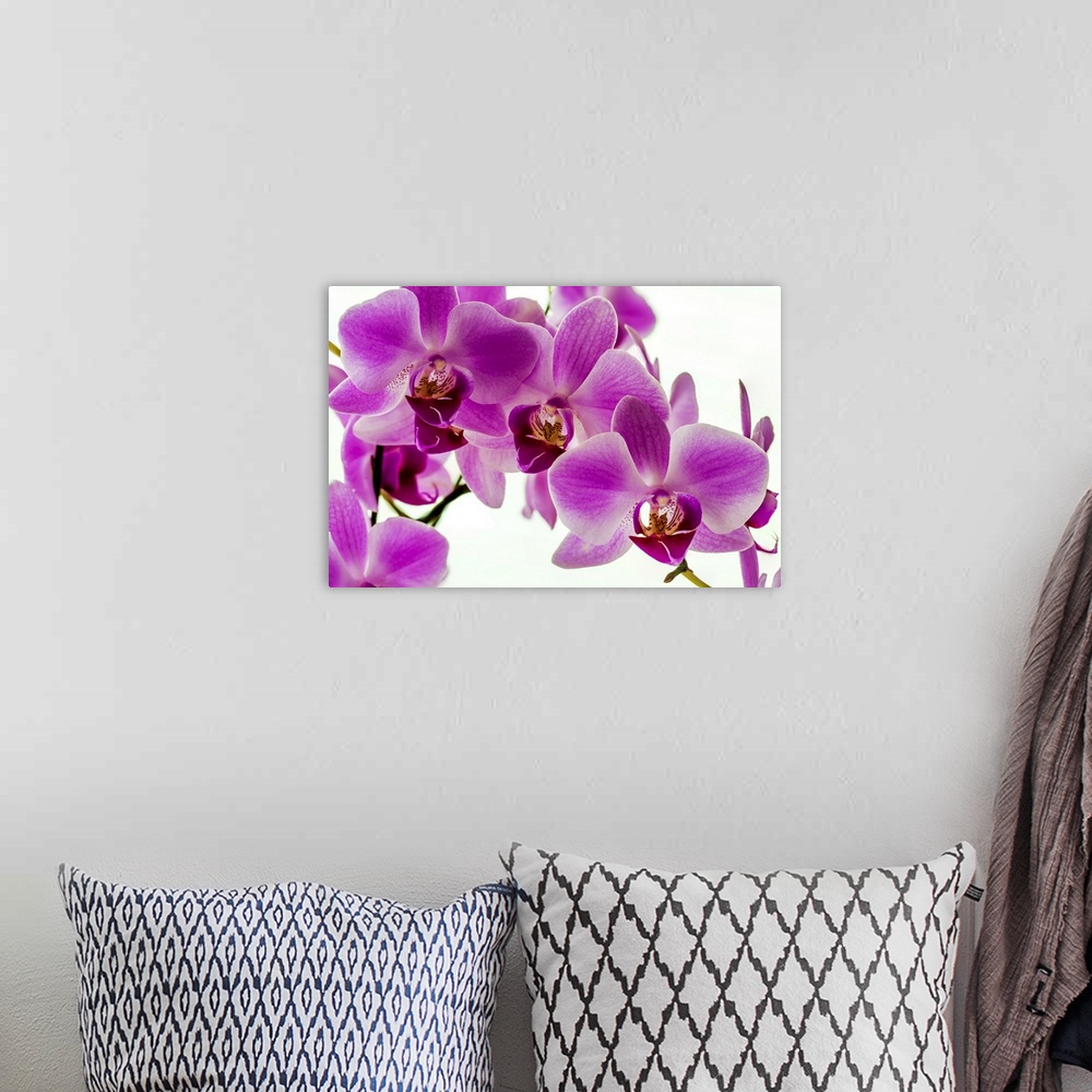A bohemian room featuring Close-up of colourful orchid with pink petals; Studio.