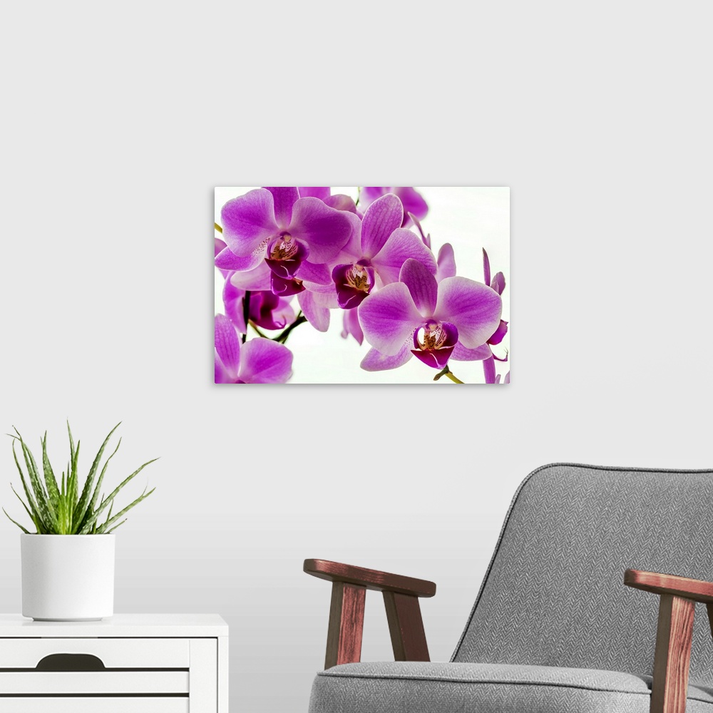 A modern room featuring Close-up of colourful orchid with pink petals; Studio.