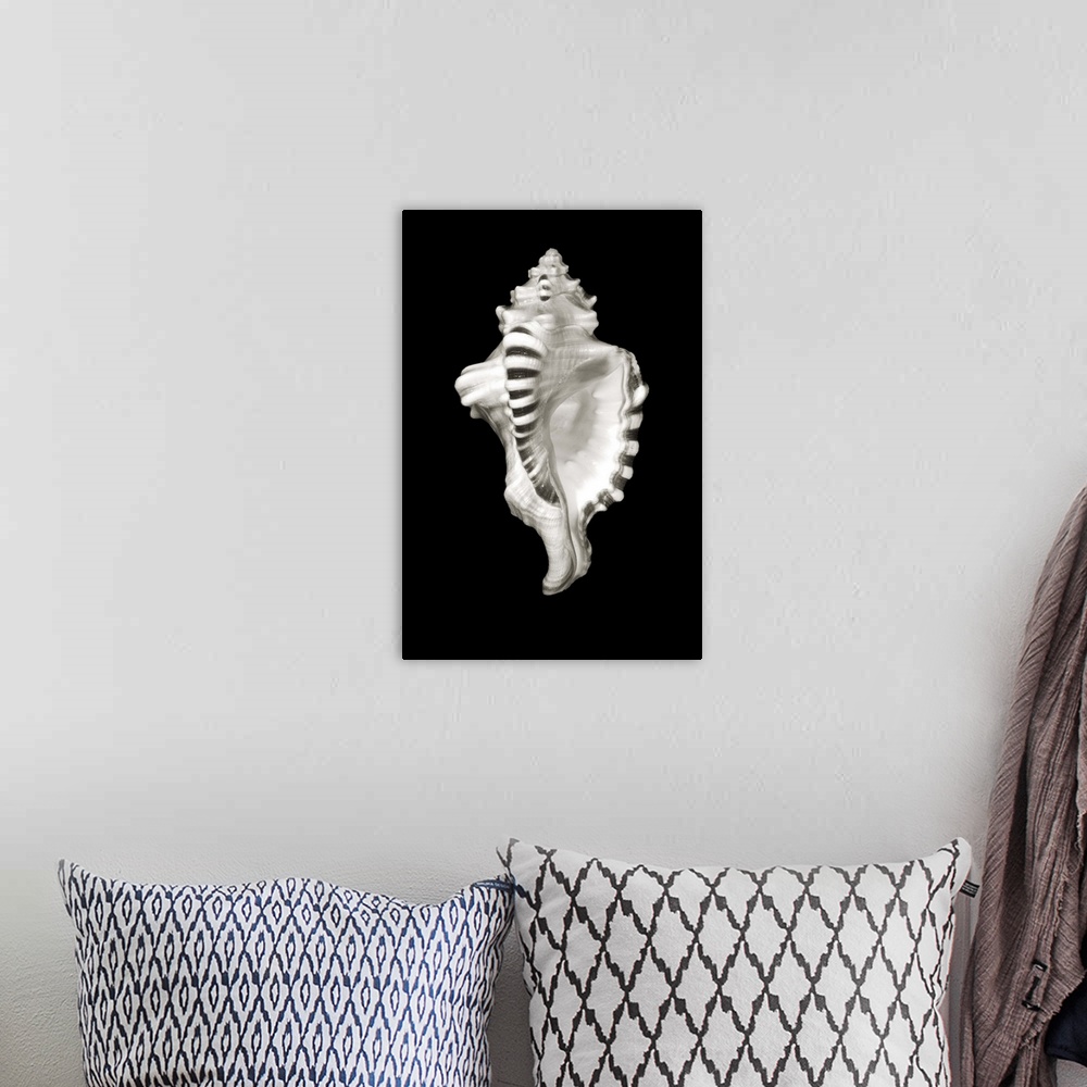 A bohemian room featuring Close-Up Of Conch Shell On Black Background