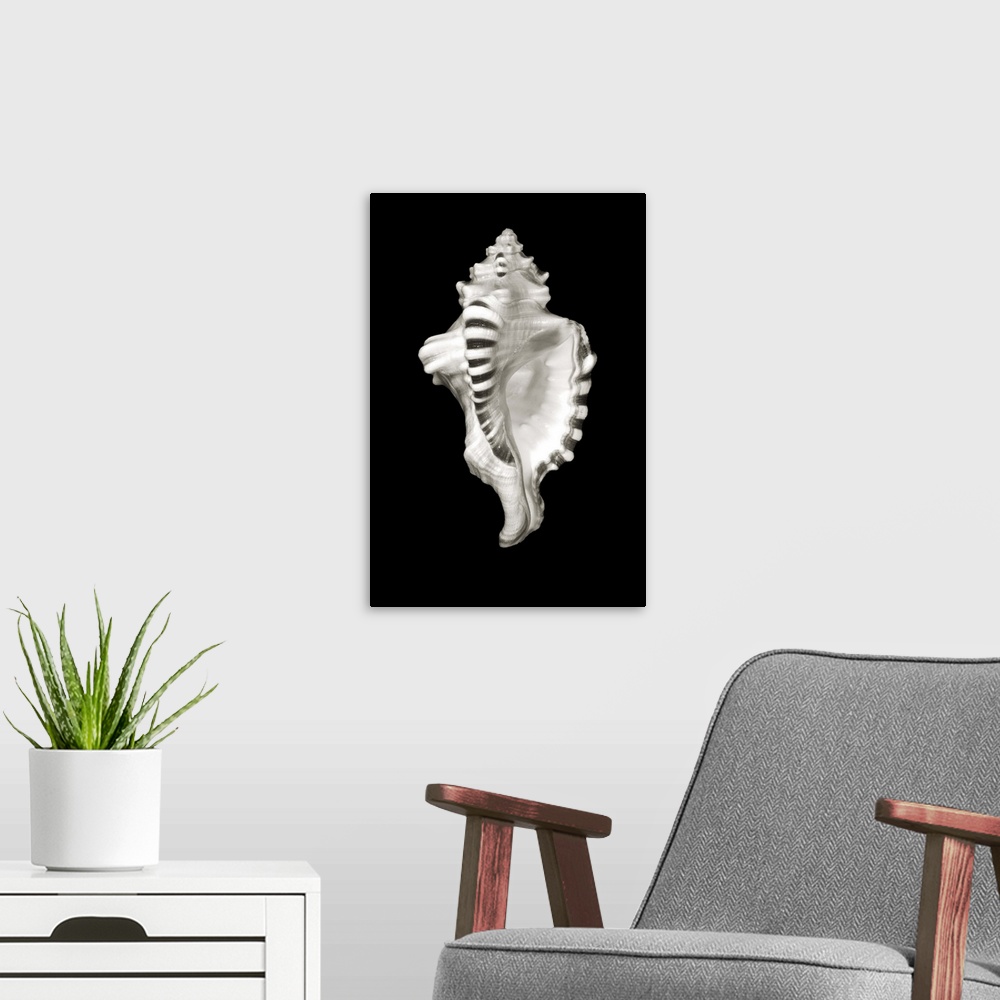 A modern room featuring Close-Up Of Conch Shell On Black Background