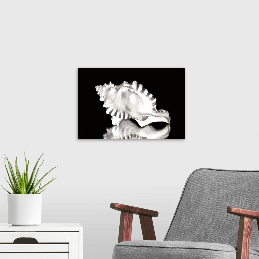 A modern room featuring Close-Up Of Conch Shell On Black Background