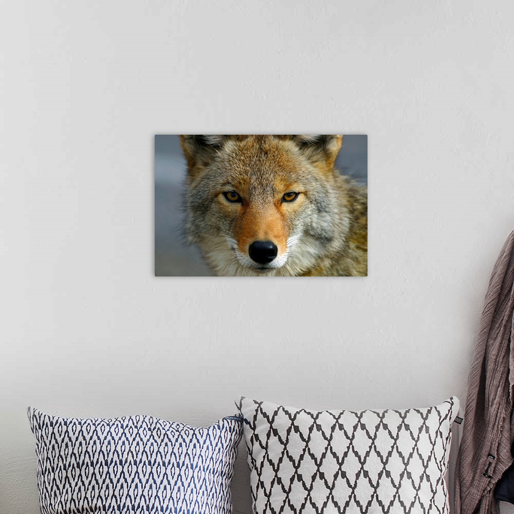 A bohemian room featuring Close Up Of Coyote, Death Valley National Park, California