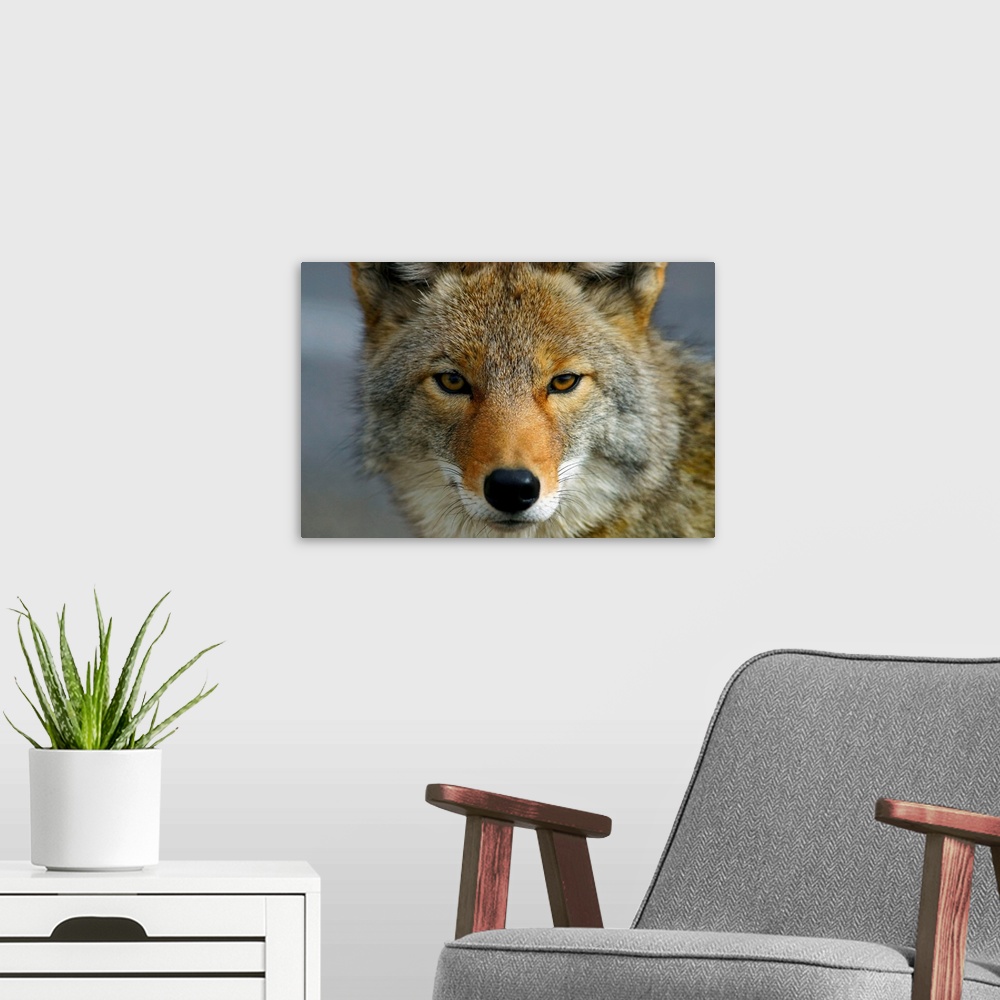 A modern room featuring Close Up Of Coyote, Death Valley National Park, California