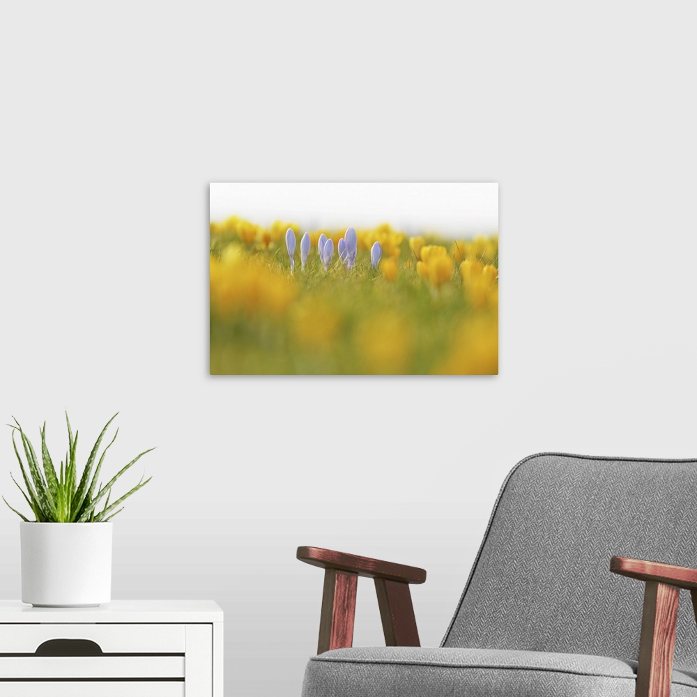 A modern room featuring Close-up of crocus in early Spring, Schwerin, Western Pomerania, Mecklenburg-Vorpommern, Germany