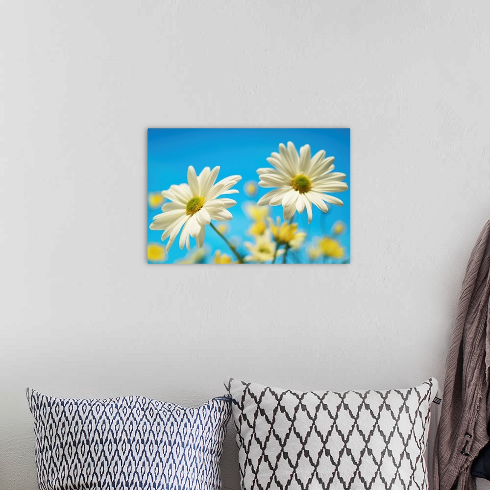 A bohemian room featuring Close-Up Of Daisies Against A Blue Background