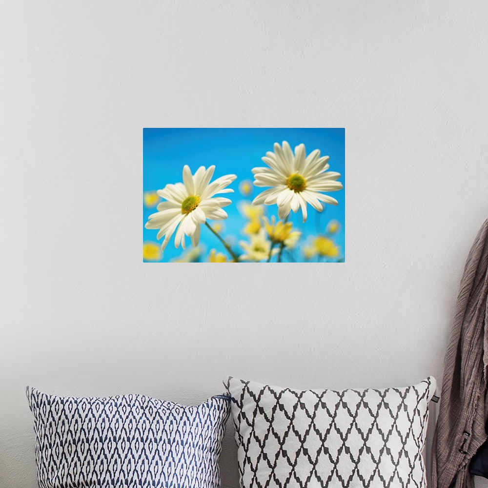 A bohemian room featuring Close-Up Of Daisies Against A Blue Background
