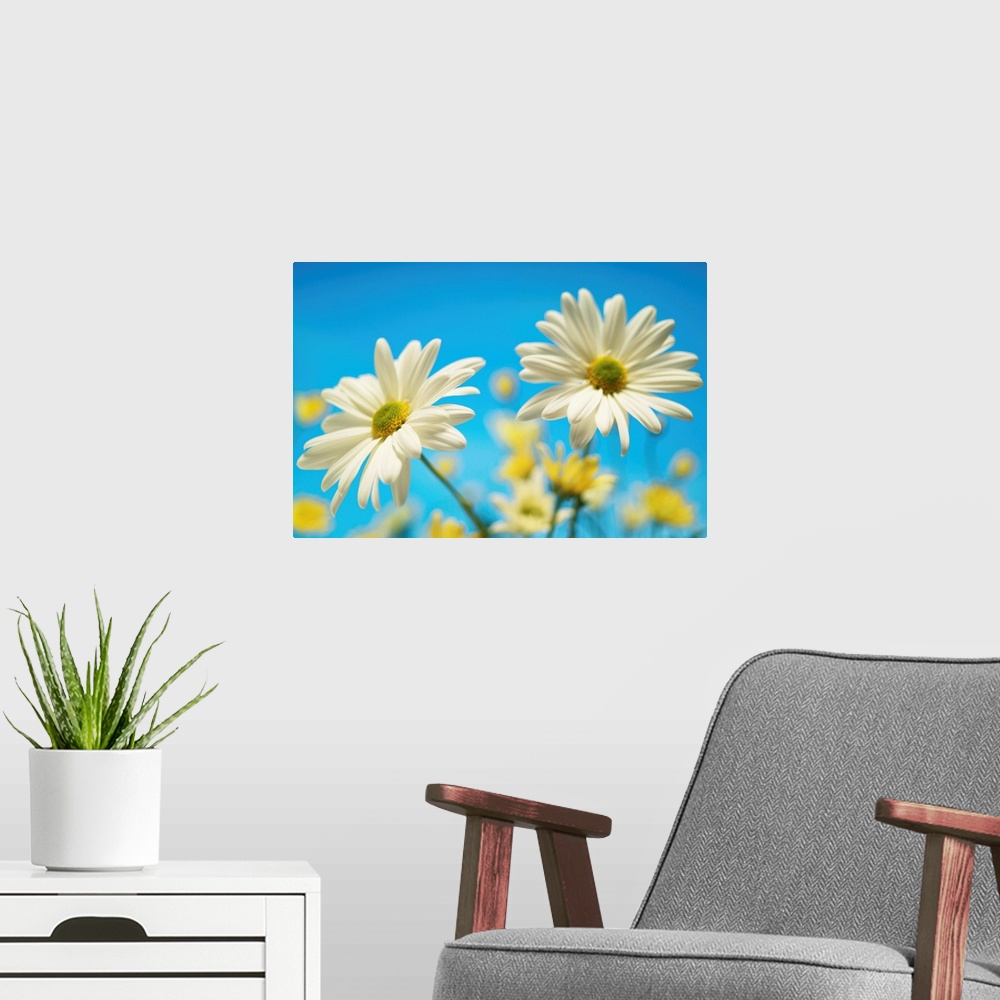 A modern room featuring Close-Up Of Daisies Against A Blue Background