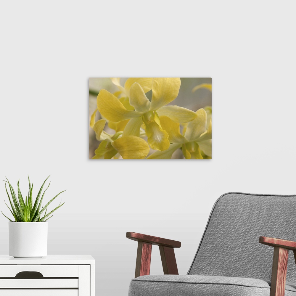 A modern room featuring Close up of dendrobium orchid flowers. Wellesley, Massachusetts.