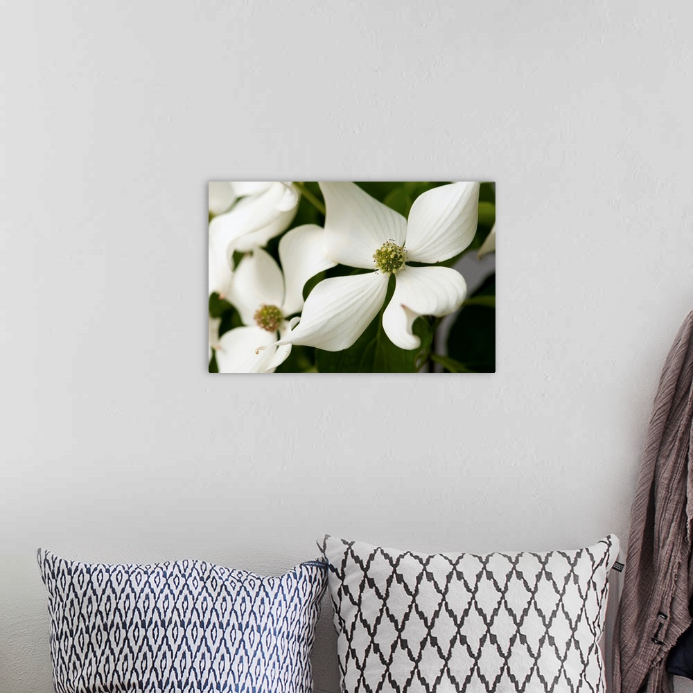 A bohemian room featuring Close up of dogwood flowers, Cornus florida, in late spring.