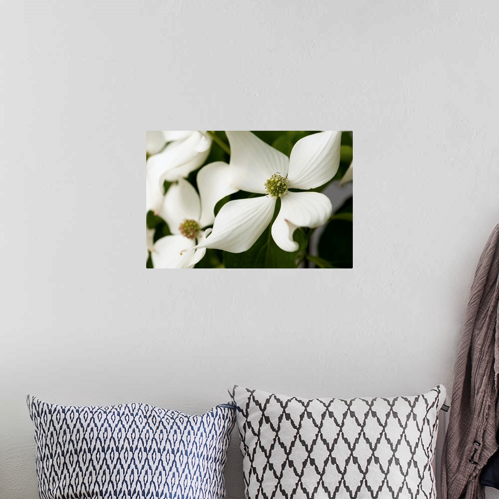 A bohemian room featuring Close up of dogwood flowers, Cornus florida, in late spring.