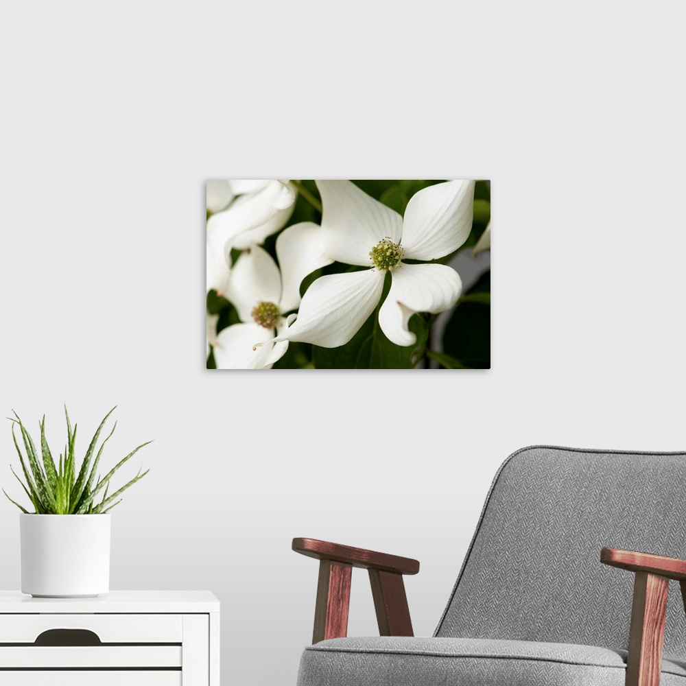 A modern room featuring Close up of dogwood flowers, Cornus florida, in late spring.