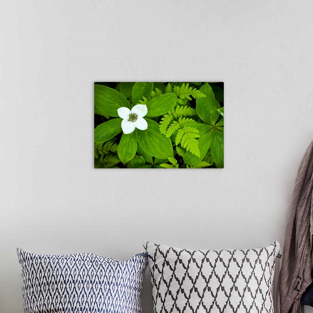 A bohemian room featuring Giant photograph focuses on monochromatic plants contrasted by a bright flower on the left side o...