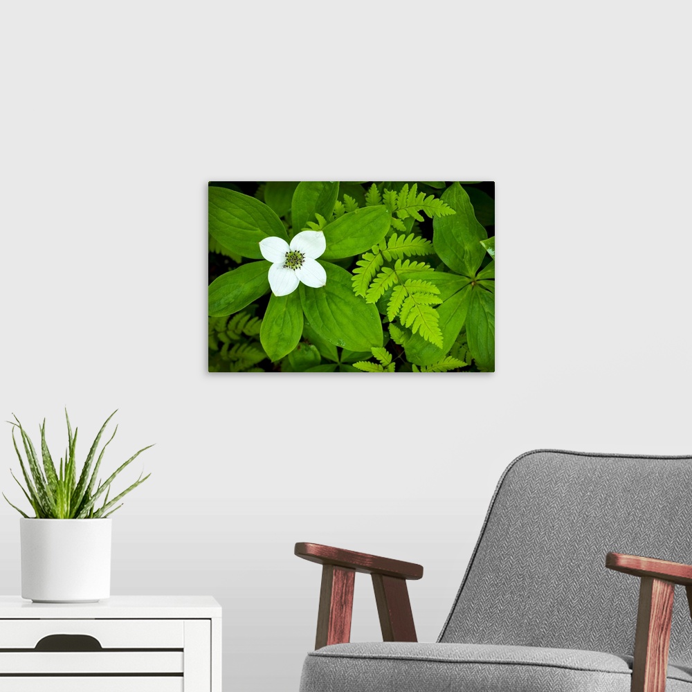 A modern room featuring Giant photograph focuses on monochromatic plants contrasted by a bright flower on the left side o...