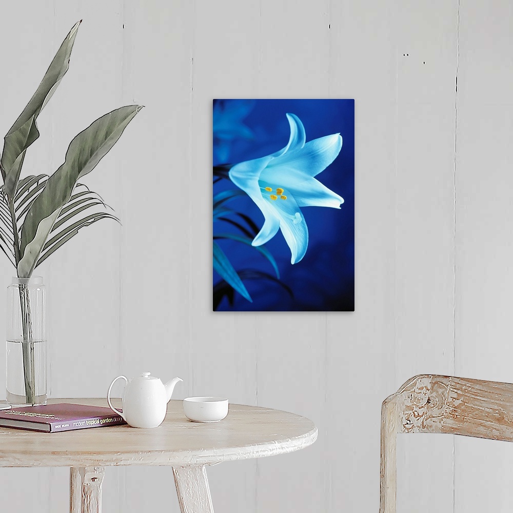 A farmhouse room featuring Close-Up Of Easter Lily