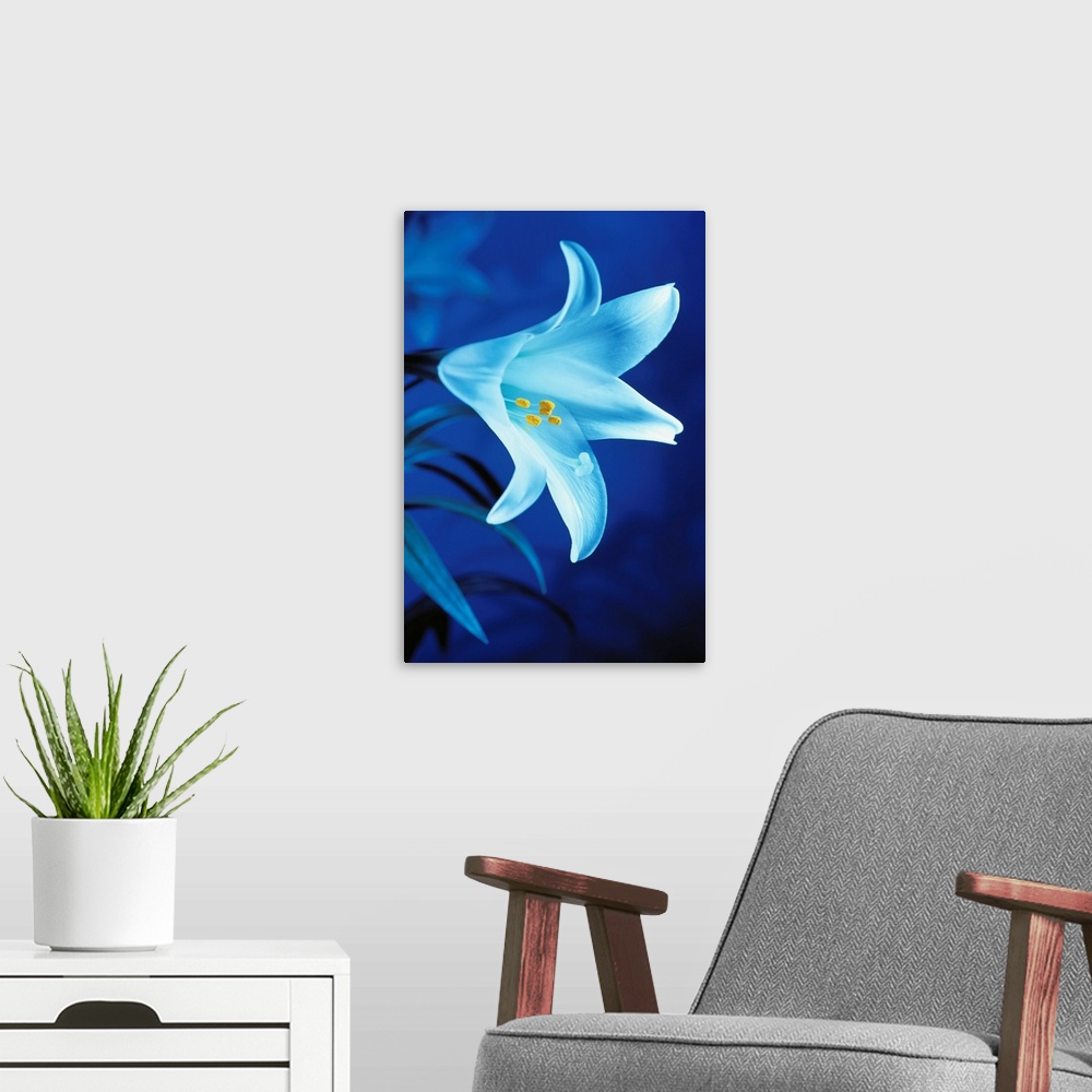 A modern room featuring Close-Up Of Easter Lily