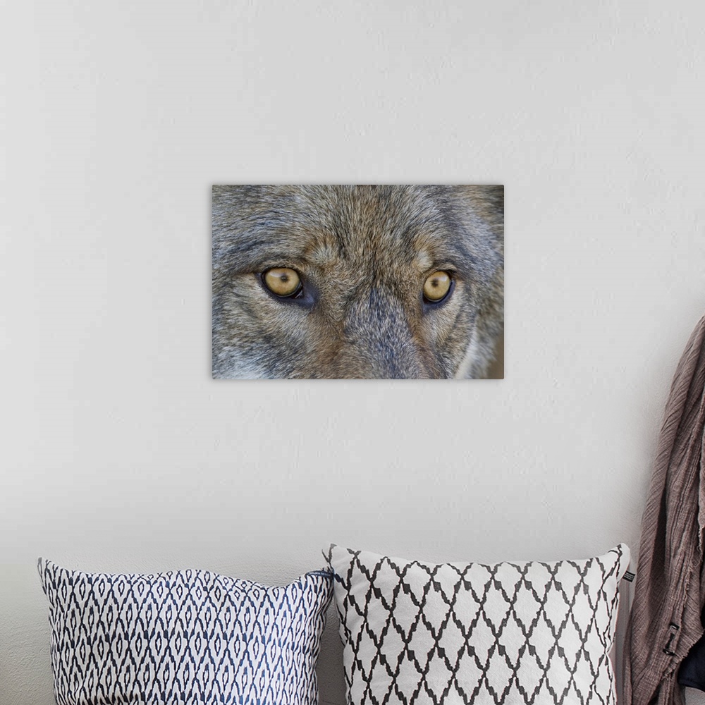 A bohemian room featuring Close Up Of Face And Eyes Of A Gray Wolf, Denal National Park, Interior Alaska