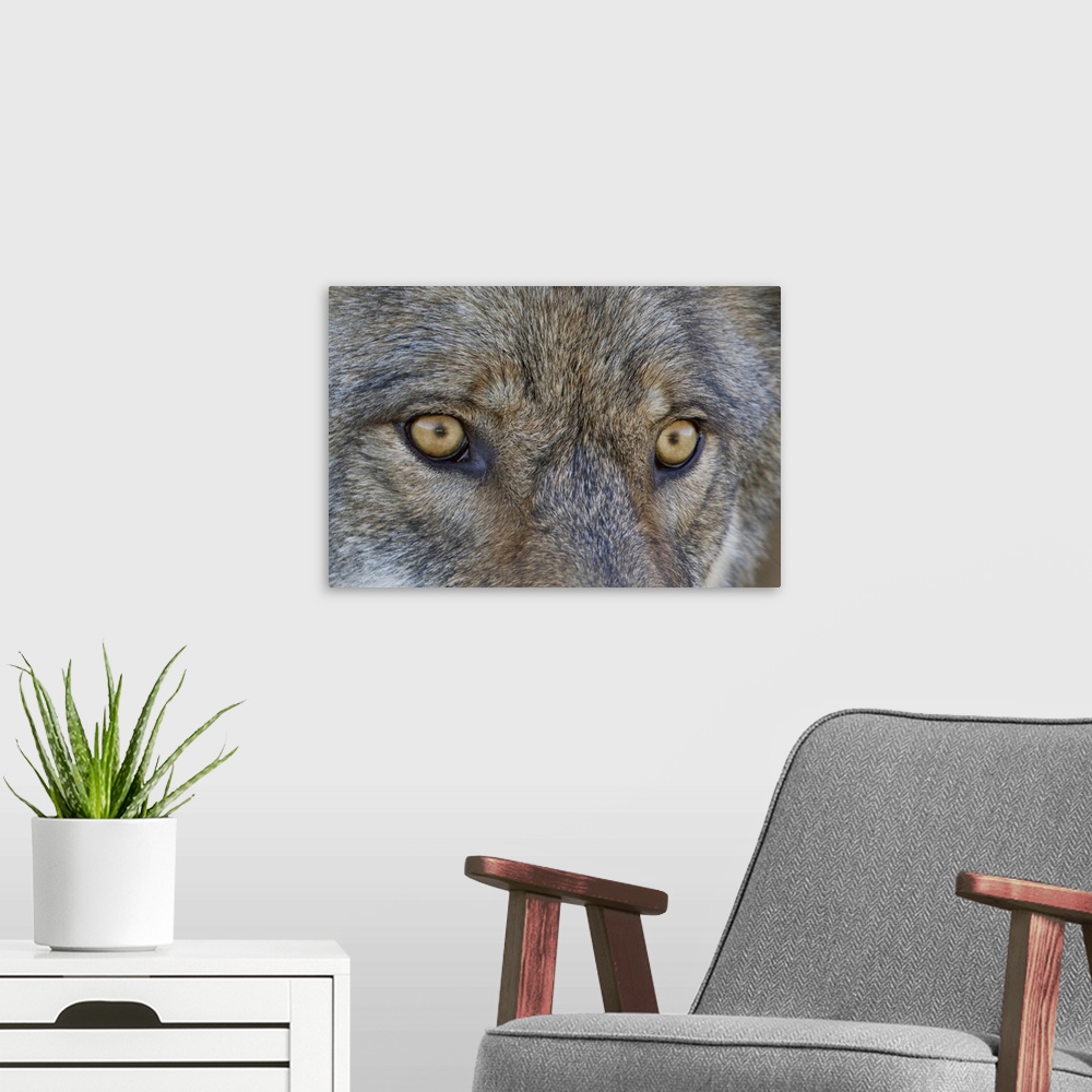 A modern room featuring Close Up Of Face And Eyes Of A Gray Wolf, Denal National Park, Interior Alaska