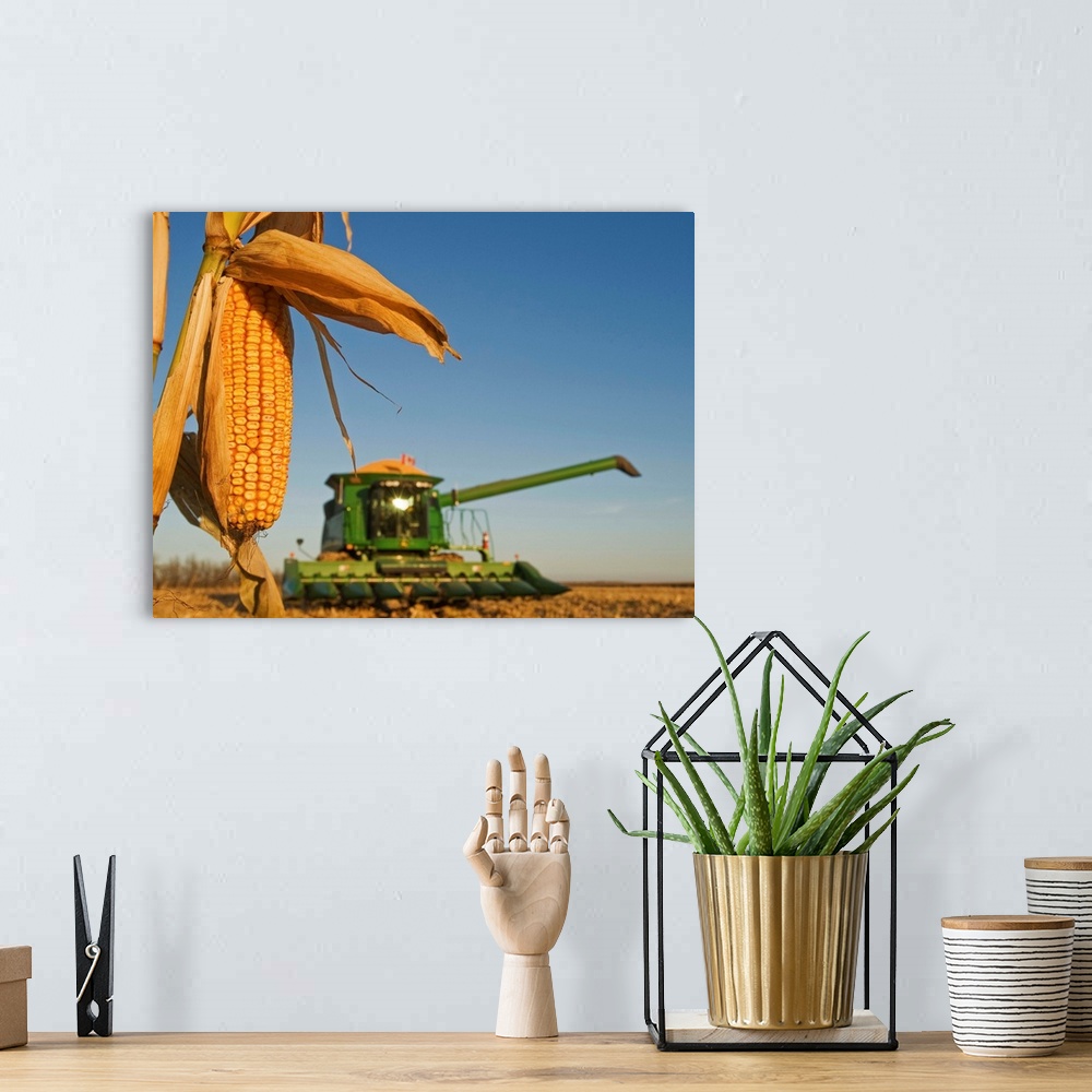 A bohemian room featuring Close Up Of Feed Corn, Manitoba, Canada