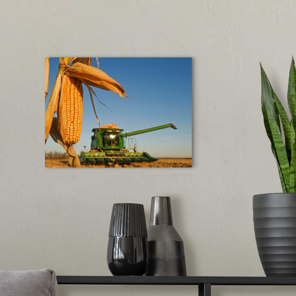 A modern room featuring Close Up Of Feed Corn, Manitoba, Canada
