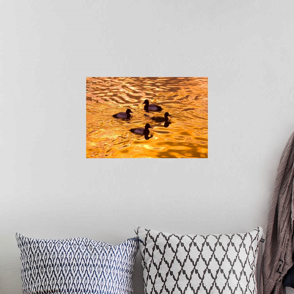 A bohemian room featuring Close-up of four wood ducks (aix sponsa) in a pond at sunset with golden sunlight reflected on th...