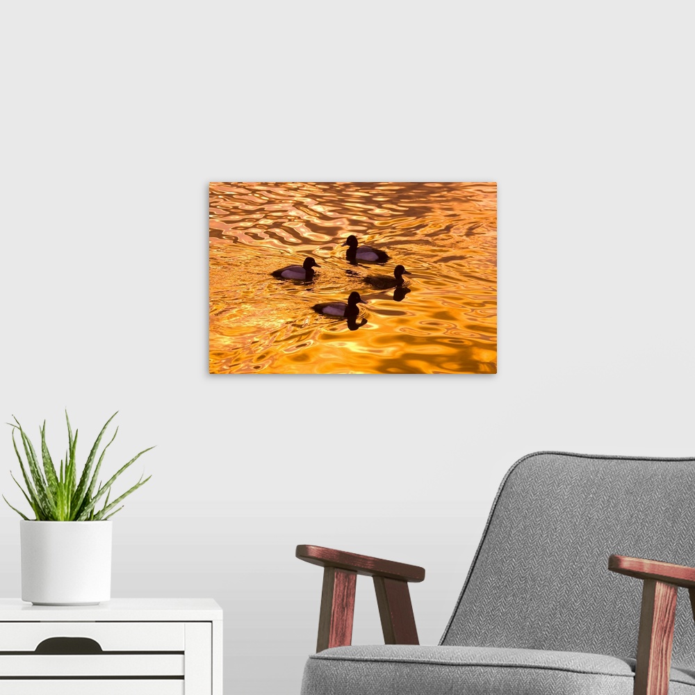 A modern room featuring Close-up of four wood ducks (aix sponsa) in a pond at sunset with golden sunlight reflected on th...