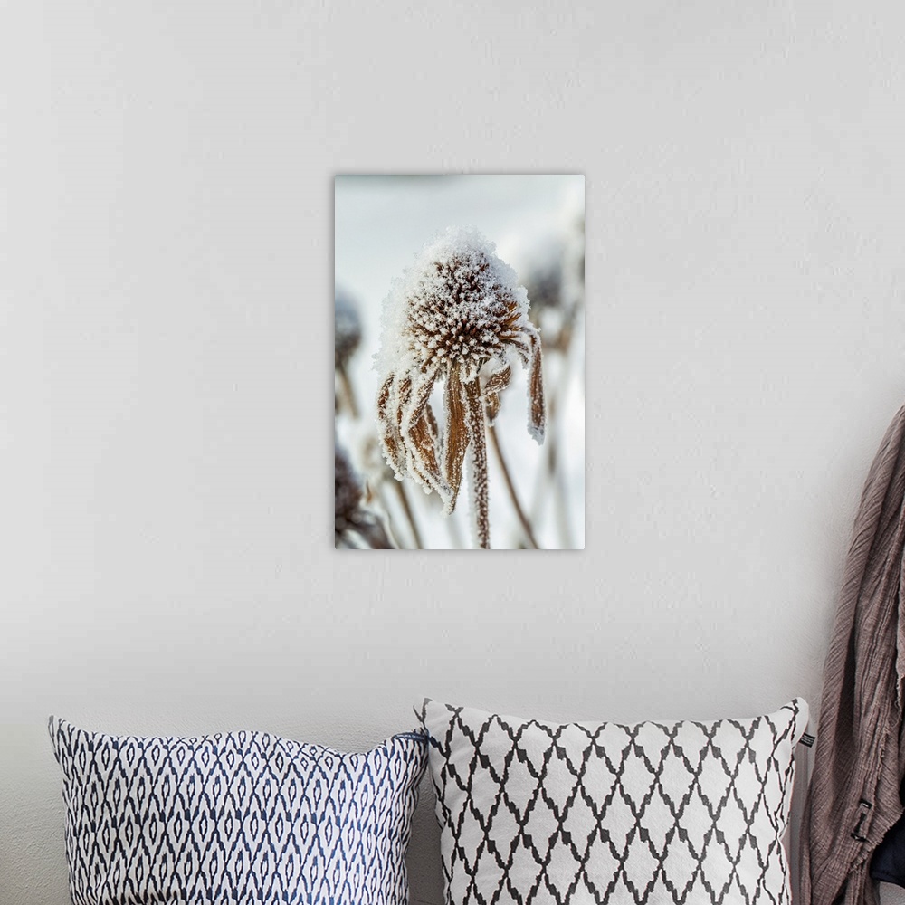 A bohemian room featuring Close-up of frosted dried echinacea stamens; Calgary, Alberta, Canada.