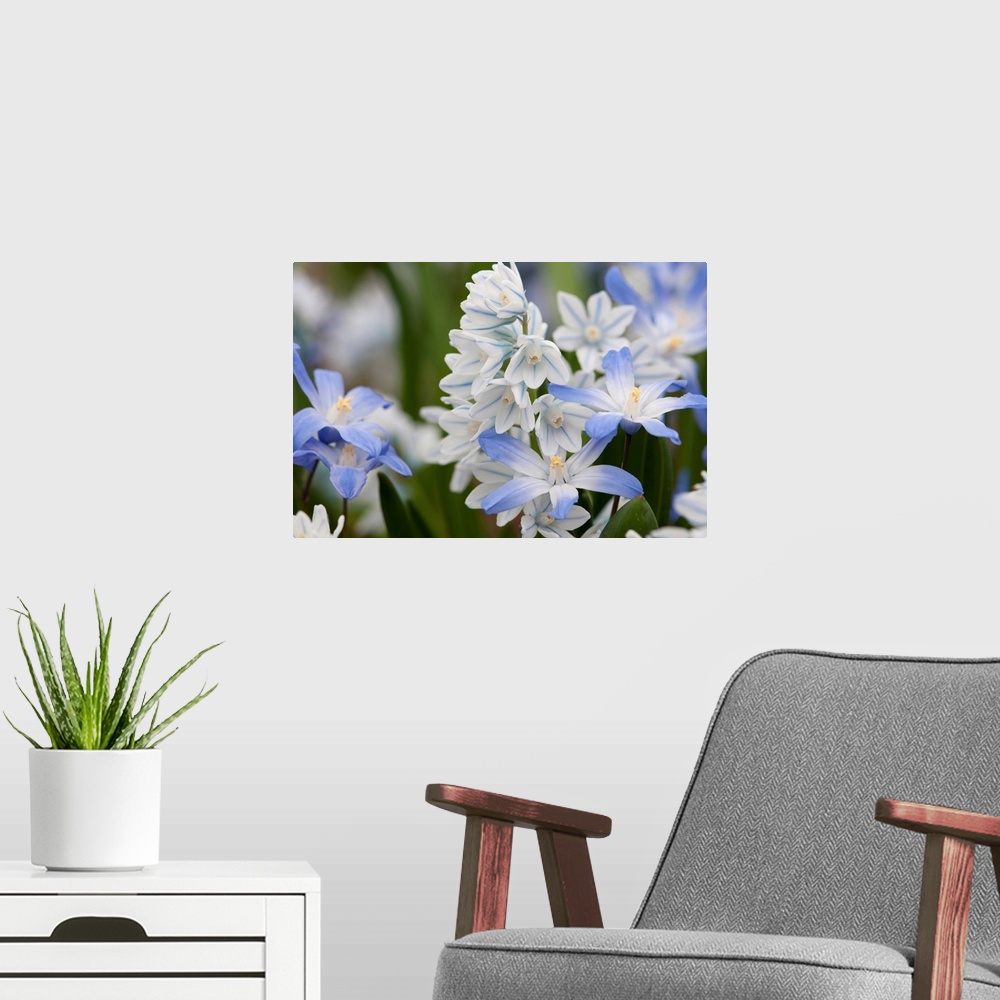 A modern room featuring Close up of glory-of-the-snow flowers, Chionodoxa species. Jamaica Plain, Massachusetts.