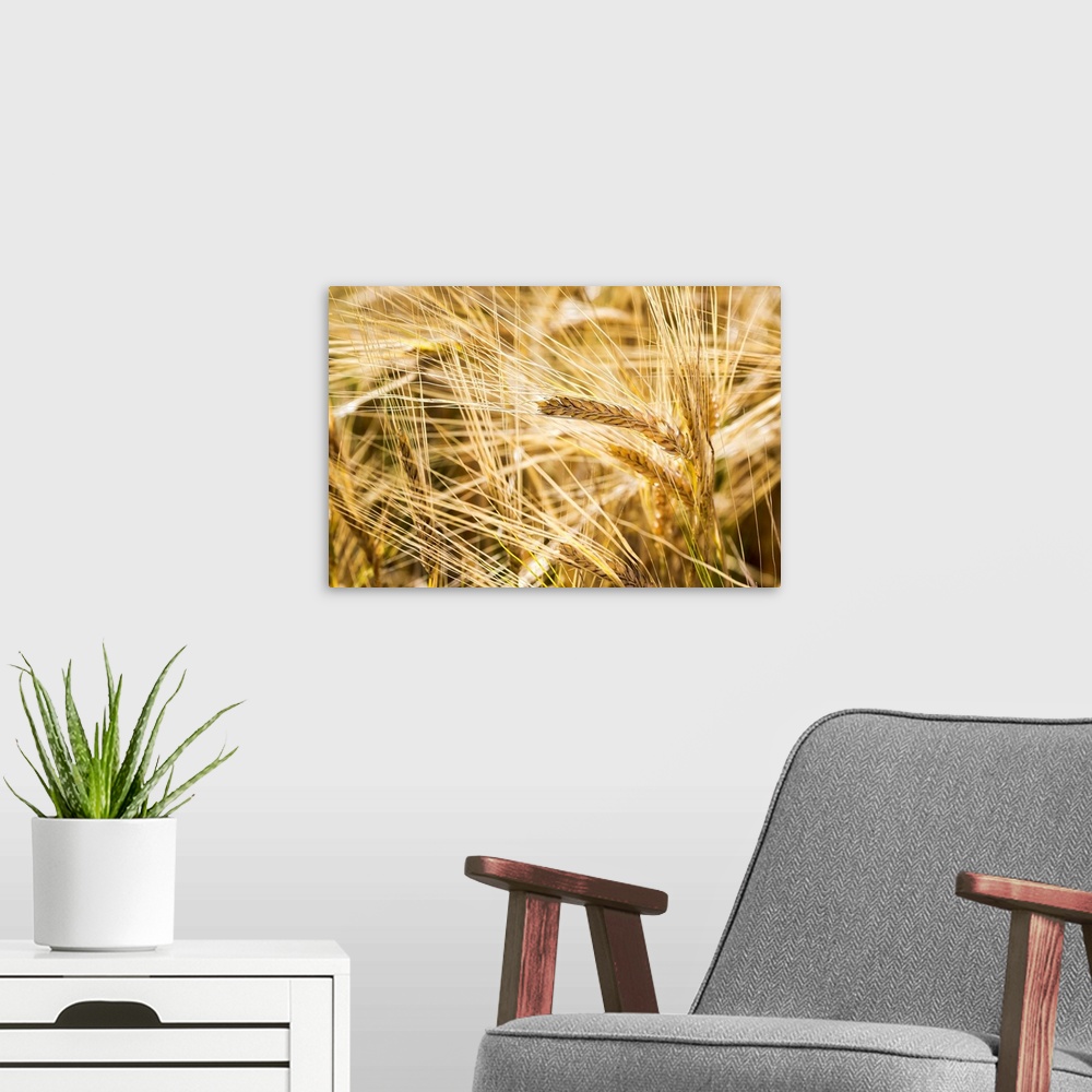 A modern room featuring Close up of golden ripe barley heads, Alberta, Canada