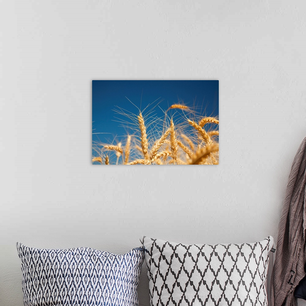 A bohemian room featuring Close-up of golden wheat heads against a bright blue sky in the Willamette valley; Oregon, united...