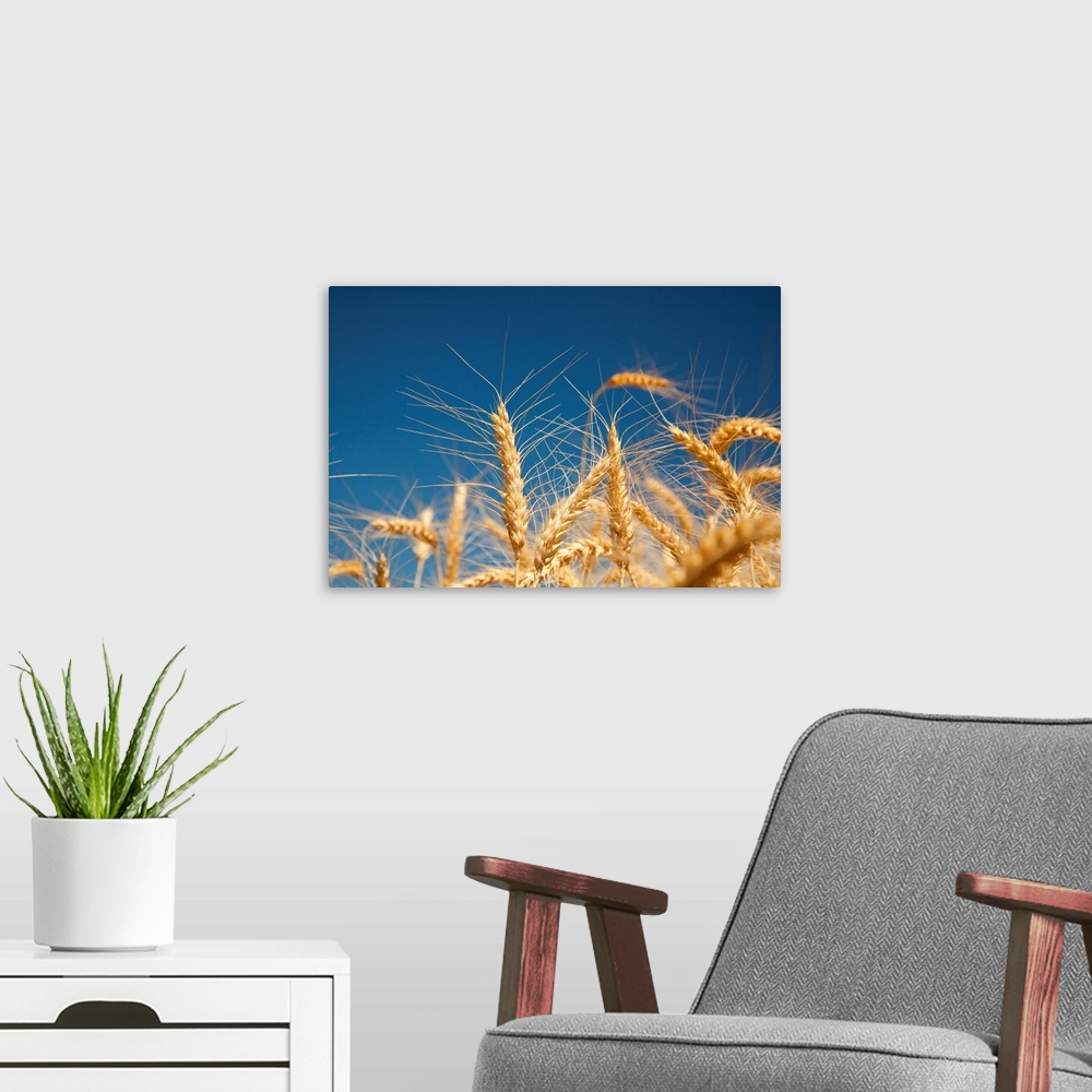 A modern room featuring Close-up of golden wheat heads against a bright blue sky in the Willamette valley; Oregon, united...