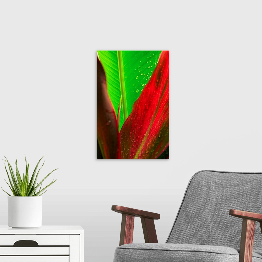 A modern room featuring Close-Up Of Green And Red Ti Plants (Cordyline Terminalis)