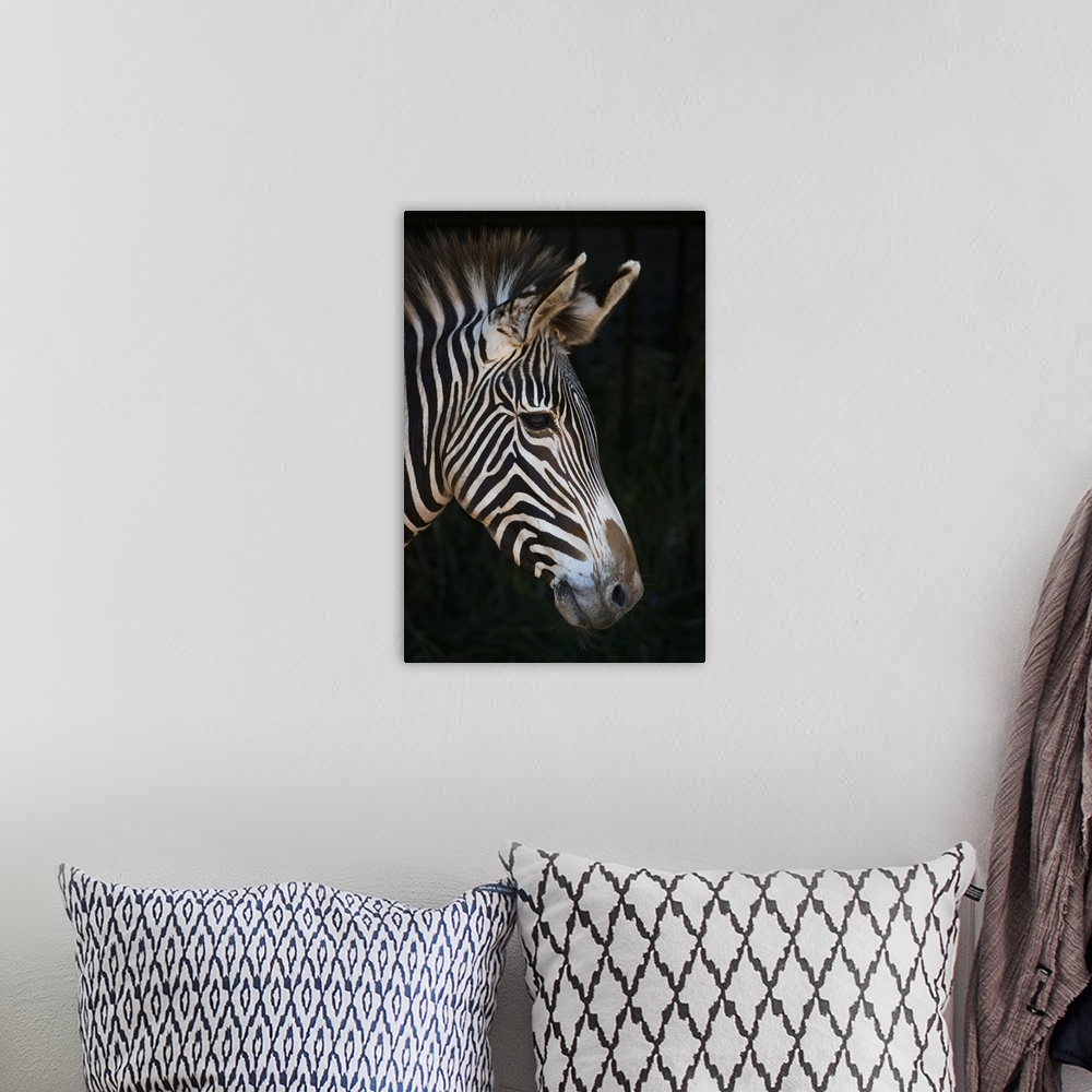 A bohemian room featuring Close-Up Of Grevy's Zebra (Equus Grevyi) Head In Profile Against A Black Background; Cabarceno, C...