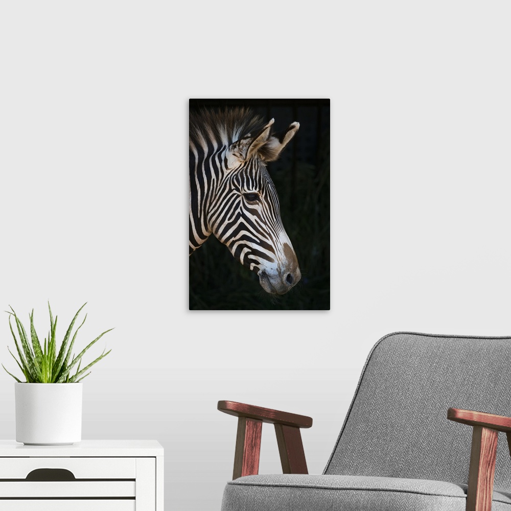 A modern room featuring Close-Up Of Grevy's Zebra (Equus Grevyi) Head In Profile Against A Black Background; Cabarceno, C...