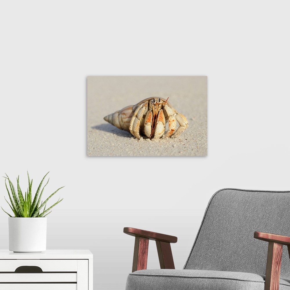 A modern room featuring Close-up of Hermit Crab (Anomura) on Sand of Beach, La Digue, Seychelles